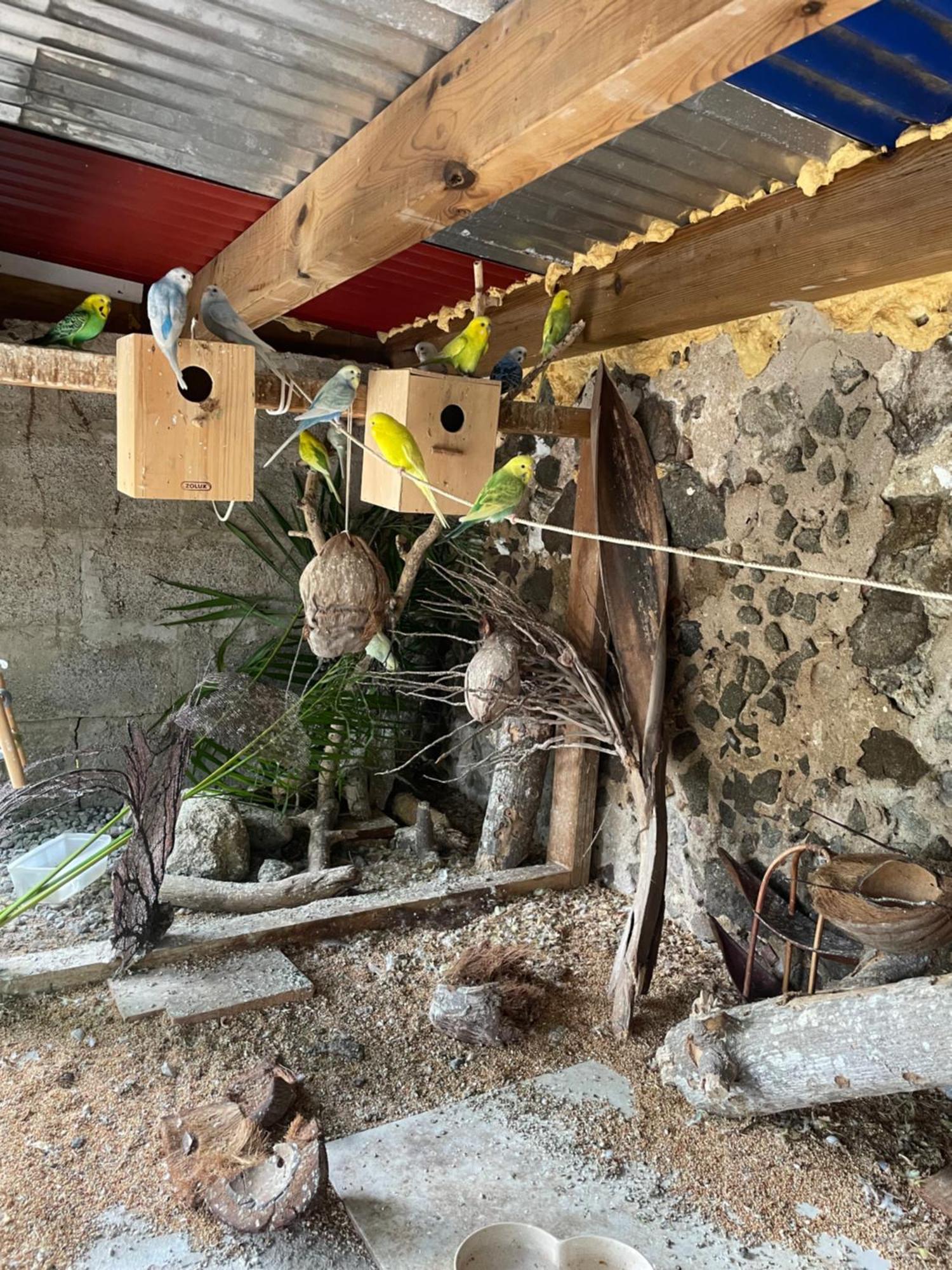 Hotel Les Hamacs Aux Saintes Terre-De-Haut Exterior foto